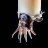 Ein Posthörnchen in der Tiefsee