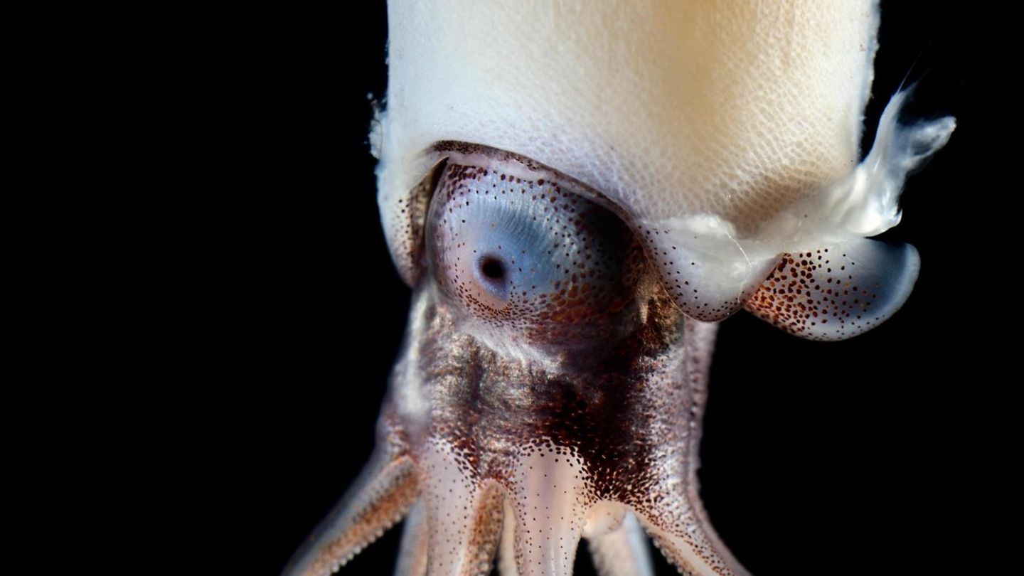 Ein Posthörnchen in der Tiefsee