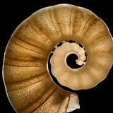 Ein Posthörnchen in der Tiefsee