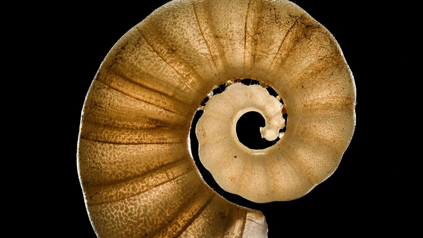 Ein Posthörnchen in der Tiefsee