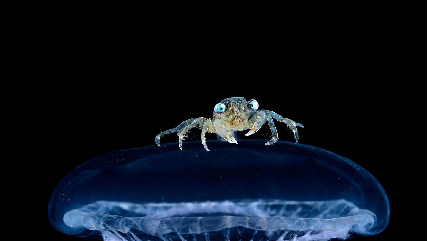 Eine Krabbe in der Tiefsee