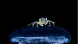Eine Krabbe in der Tiefsee