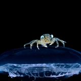 Eine Krabbe in der Tiefsee