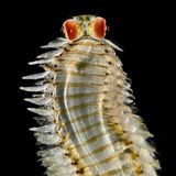 Ein Borstenwurm in der Tiefsee
