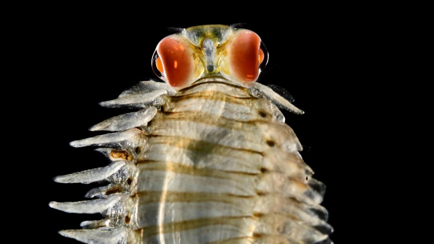 Ein Borstenwurm in der Tiefsee