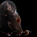 Ein Vampirtintenfisch in der Tiefsee