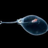 Ein Glaskalmar in der Tiefsee