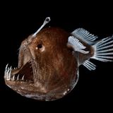 Anglerfisch in der Tiefsee