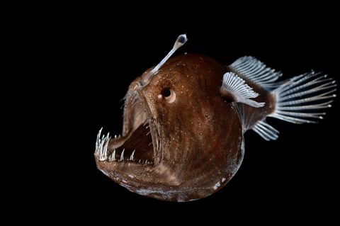 Anglerfisch in der Tiefsee