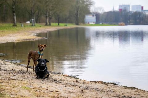 Unter den Hunden, die in Dortmund aus der Wohnung befreit wurden, sind auch acht Welpen (Symbolbild)