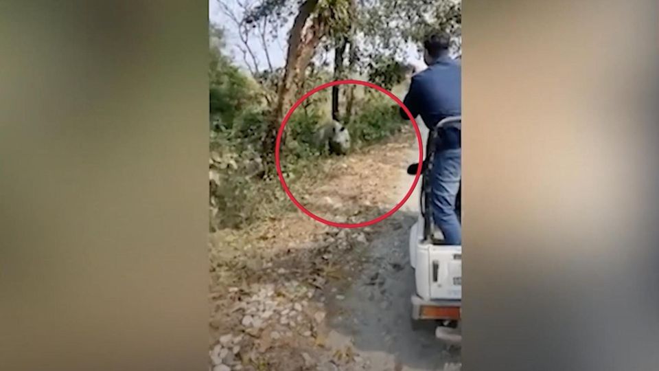 Wütendes Nashorn attackiert Safari-Wagen – sechs Menschen verletzt