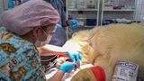 Eisbär Dikson bekommt eine Zahnoperation