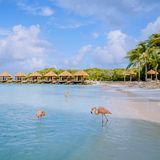 Die niederländische Karibikinsel Aruba ist vor allem bei Erholungsuchenden beliebt. Und das aus gutem Grund: Die Strände der paradiesischen Insel ebben allesamt in türkisblaues Meer und sind von sattgrünen Palmen und einheimischen Pflanzen umgeben. Besonders beliebt ist der Eagle Beach, den sich Badeurlauber auch gerne mal mit dem ein oder anderen Flamingo teilen. 