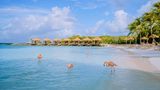 Die niederländische Karibikinsel Aruba ist vor allem bei Erholungsuchenden beliebt. Und das aus gutem Grund: Die Strände der paradiesischen Insel ebben allesamt in türkisblaues Meer und sind von sattgrünen Palmen und einheimischen Pflanzen umgeben. Besonders beliebt ist der Eagle Beach, den sich Badeurlauber auch gerne mal mit dem ein oder anderen Flamingo teilen. 