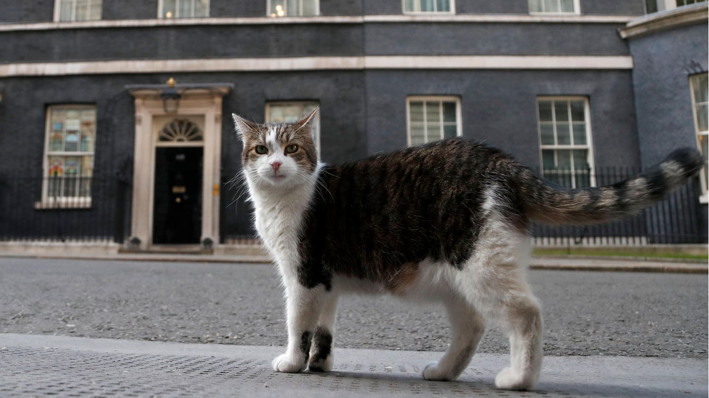 Because of Corona: British government is probably considering killing domestic cats