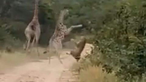 Karate-Kick in die Schnauze: Giraffenbaby wehrt Löwenangriff ab