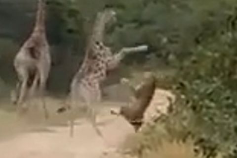 Karate-Kick in die Schnauze: Giraffenbaby wehrt Löwenangriff ab