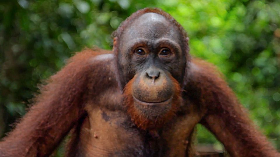 Virales Video: Cleverer Orang-Utan nutzt Trick, um sich Babyfläschchen zu schnappen
