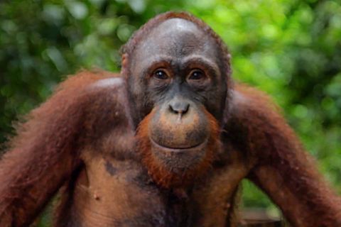 Virales Video: Cleverer Orang-Utan nutzt Trick, um sich Babyfläschchen zu schnappen