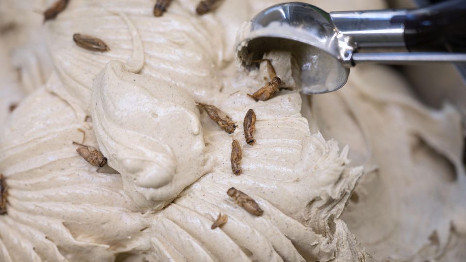 Hausgrillen Eis Insekten Thomas Micolino, Inhaber des Eiscafé Rino, portioniert Eis, aus einer Schale