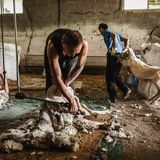 William Rhind schärt ein Schaf auf einem Bauernhof in Italien