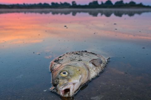 Ein toter Fisch treibt auf der Oder – Greenpeace erforschte die Ursachen
