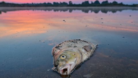 Ein toter Fisch treibt auf der Oder – Greenpeace erforschte die Ursachen
