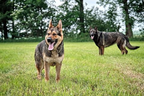 Zwei Schäferhunde. In den USA hielt ein Jäger ähnliche Tiere für Kojoten und tötete sie.