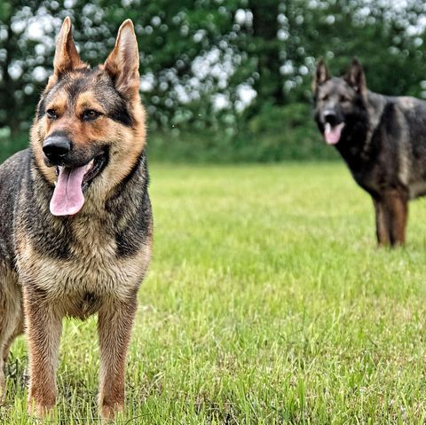 Zwei Schäferhunde. In den USA hielt ein Jäger ähnliche Tiere für Kojoten und tötete sie.