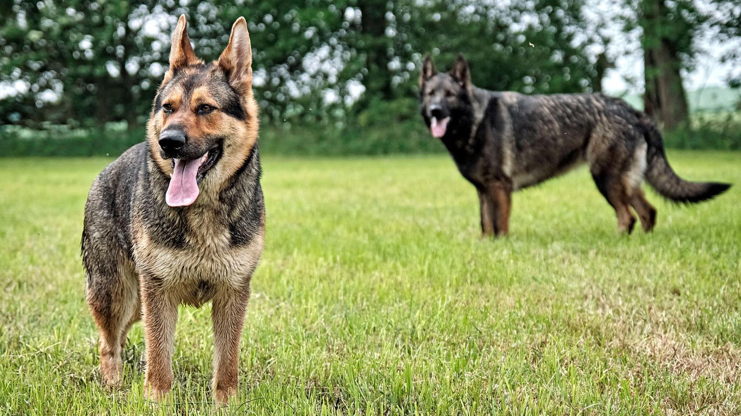 Zwei Schäferhunde. In den USA hielt ein Jäger ähnliche Tiere für Kojoten und tötete sie.