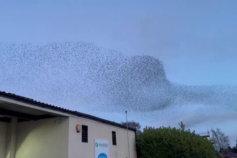 Video: Hypnotisierende Vögel-Formationen über England