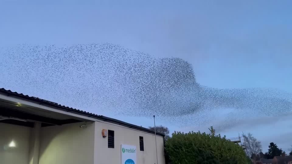 Video: Hypnotisierende Vögel-Formationen über England