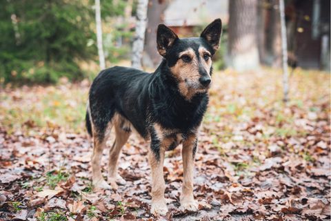 Noch immer leben um Tschernobyl verwilderte Hunde