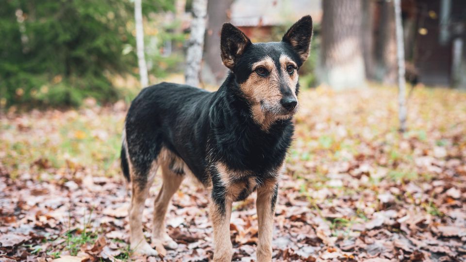 Noch immer leben um Tschernobyl verwilderte Hunde