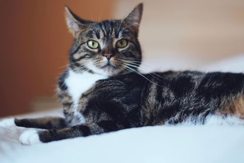 Eine grau getigerte Katze schaut in die Kamera