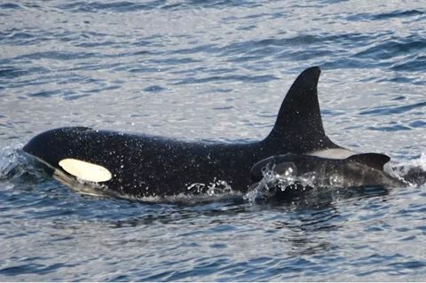Einzigartige Sichtung: Forscher rätseln über Orca, der ein Grindwal-Baby adoptiert – oder entführt
