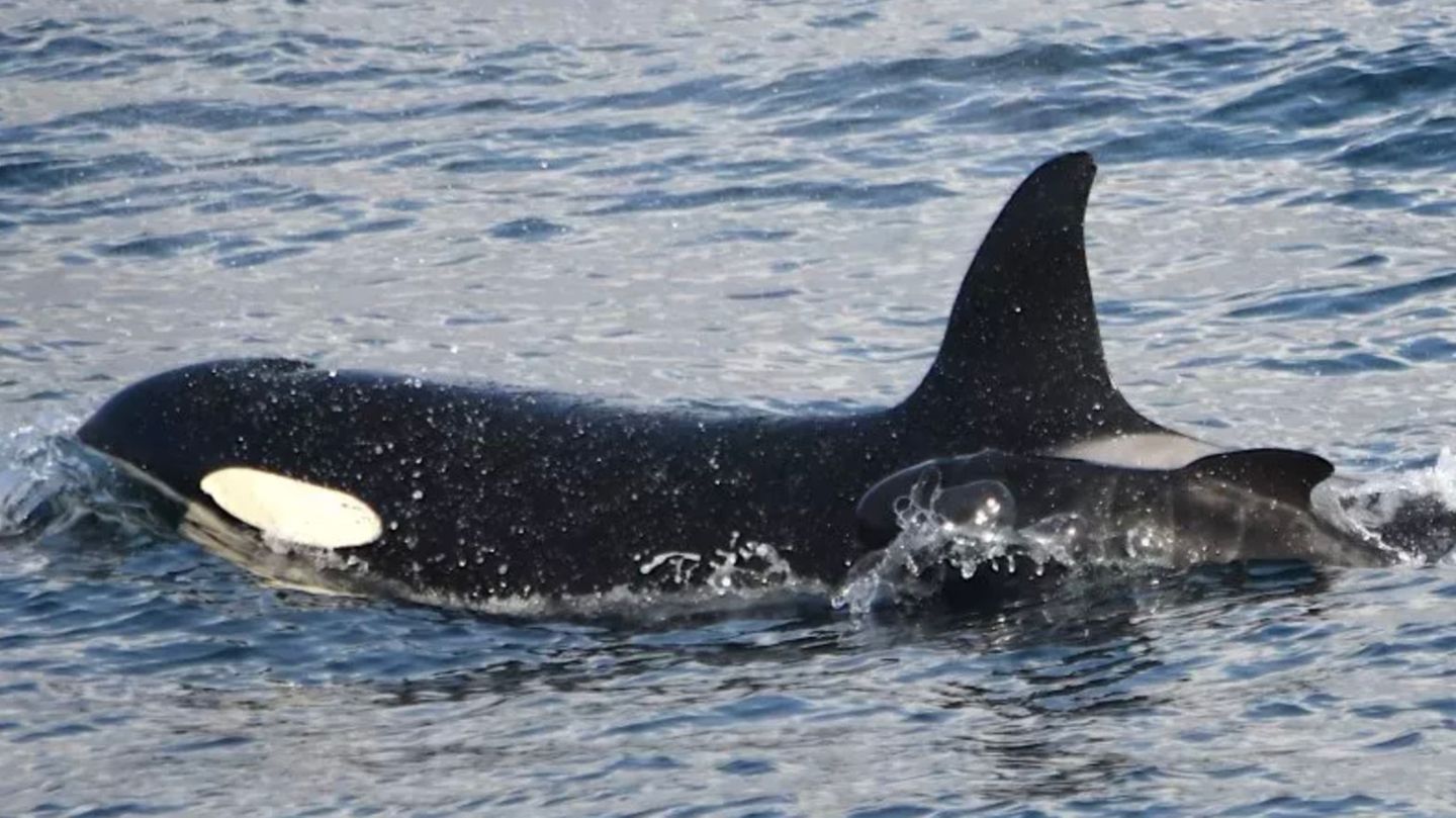 Researchers puzzle over orca adopting – or kidnapping – a baby pilot whale