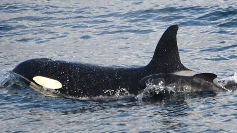 Schwertwal-Weibchen: Orca "Lolita" soll nach 50 Jahren wieder in Freiheit kommen – doch das ist riskant