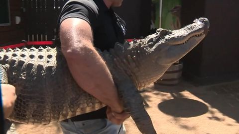 Vor 20 Jahren: Zoo-Praktikantin klaute Alligator-Ei und zog Reptil zu Hause auf