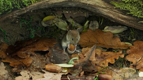 Eine Szene aus der Natur-Doku "Die Eiche": Eine kleine Maus hält eine Eichel
