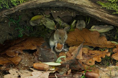 Eine Szene aus der Natur-Doku "Die Eiche": Eine kleine Maus hält eine Eichel