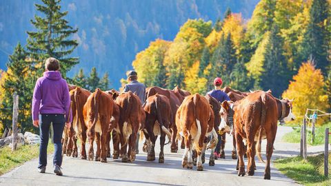 Frankreich: Bauern treiben eine Kuhherde einen Bergweg herunter