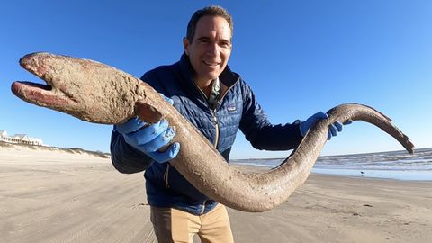 Forscher zeigt riesiges Tier an einem Strand in Texas