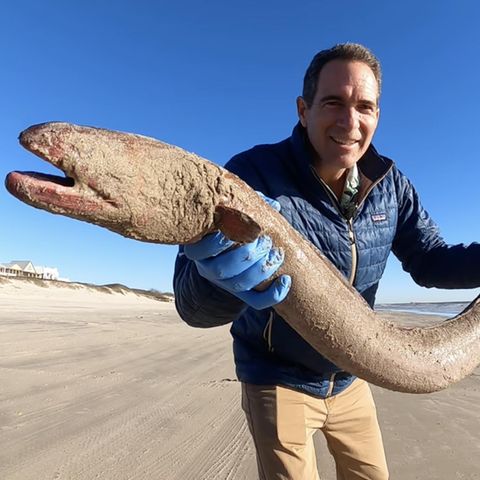 Forscher zeigt riesiges Tier an einem Strand in Texas