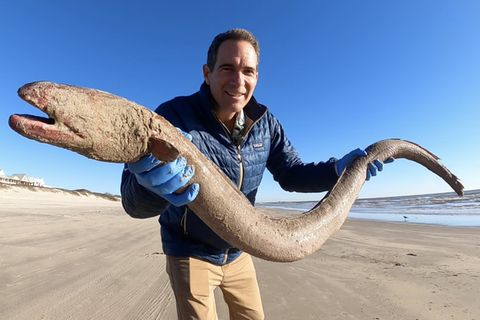 Forscher zeigt riesiges Tier an einem Strand in Texas