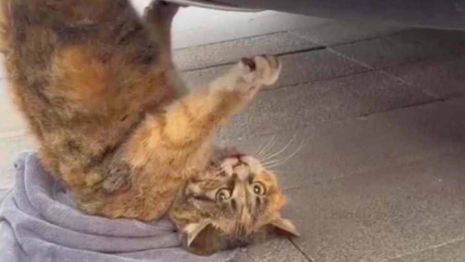 Autofahrer sieht Katze unter SUV hängen und nimmt Verfolgung auf Autofahrer sieht Katze unter SUV hängen und nimmt Verfolgung auf
