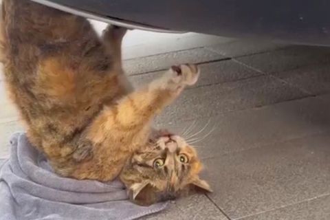 Autofahrer sieht Katze unter SUV hängen und nimmt Verfolgung auf