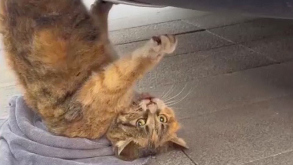 Driver sees cat hanging under SUV and pursues