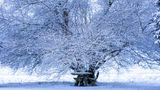 Schnee liegt auf den Ästen einer Blutpflaume