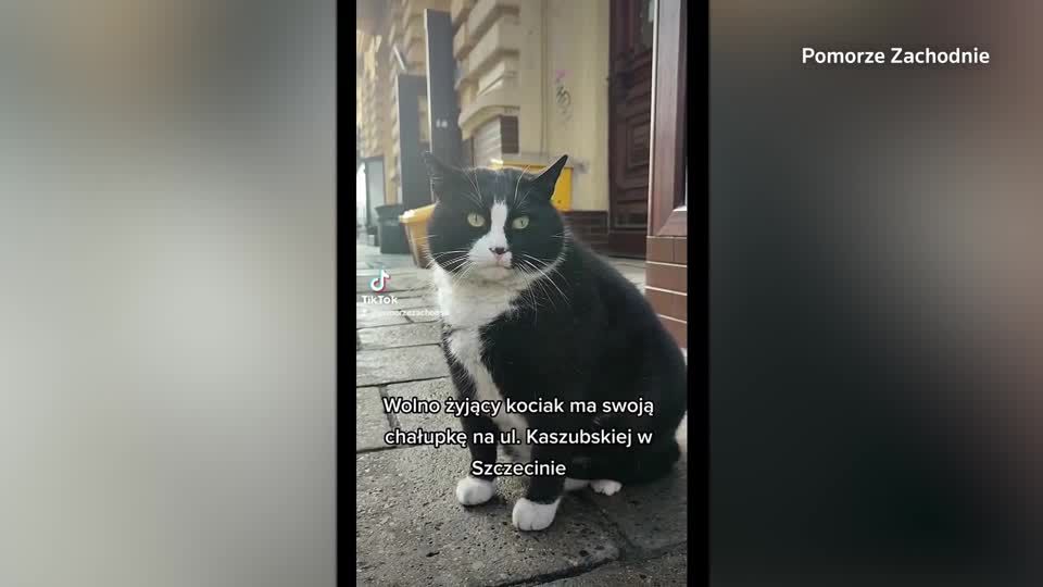 Video: Straßenkater "Gacek" lockt Touristen nach Stettin